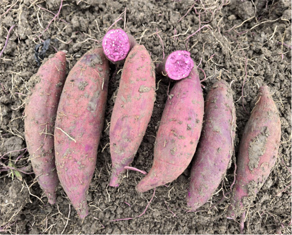 3118�ƶ����š�(�й���)�ٷ���վ