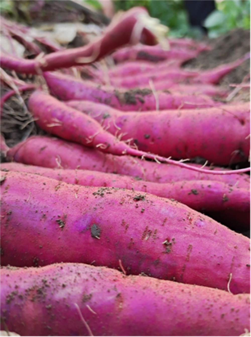 3118�ƶ����š�(�й���)�ٷ���վ